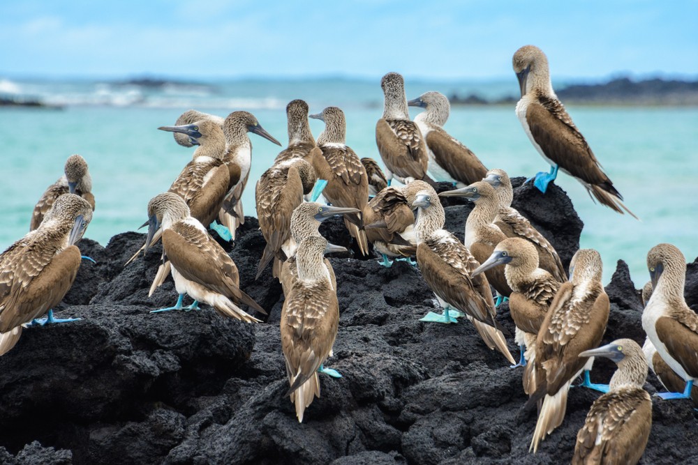 Piquero - Sula modronohá, Galapágy, vtáky na skalnatom pobreží