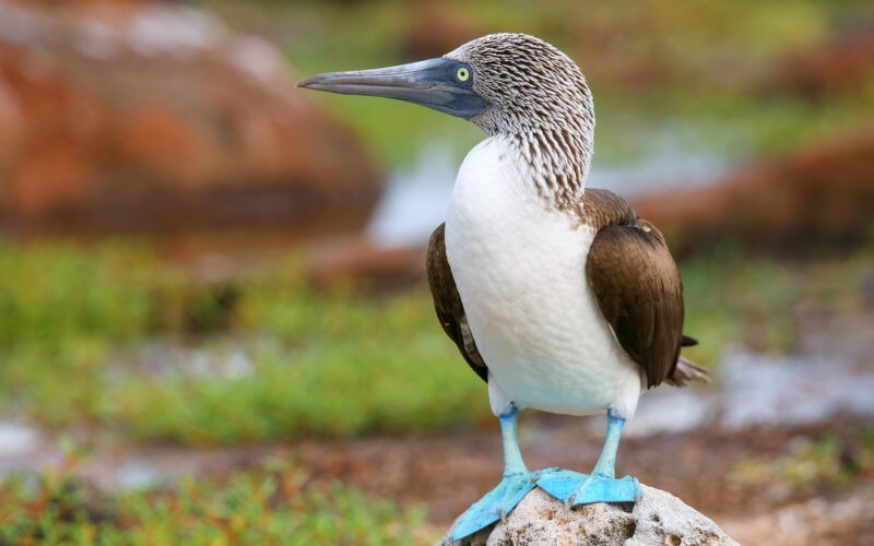 Sula modronohá - anglicky Blue-footed booby