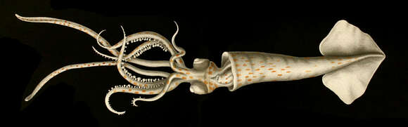 Chobotnica Brachioteuthis riisei