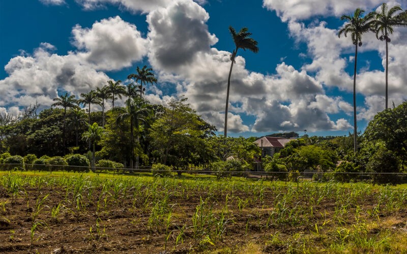 Plantáž cukrovej trstiny na Barbadose - mladé rastliny