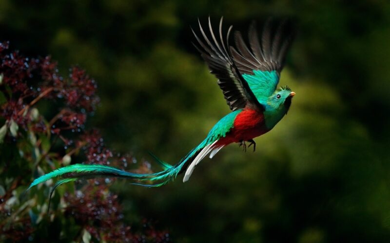 Vták Quetzal je národný symbol Guatemaly - detail letiaceho vtáka