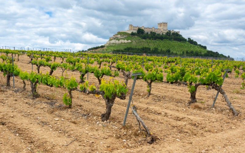 Vinice z oblasti Ribera del Duero - v pozadí hrad Peñafiel (Kastília a Léon, Španielsko)